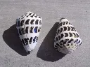 DSCN3231.webp