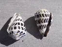 DSCN3232.webp