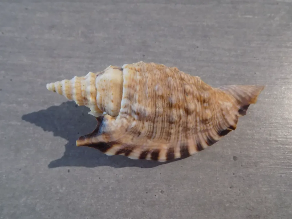 DSCN3047.webp