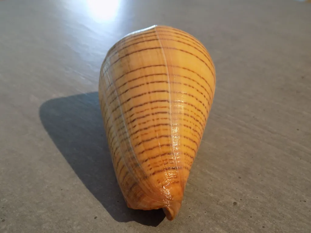 DSCN3249.webp