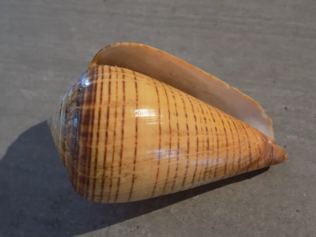 DSCN3250.webp