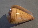 DSCN3250.webp