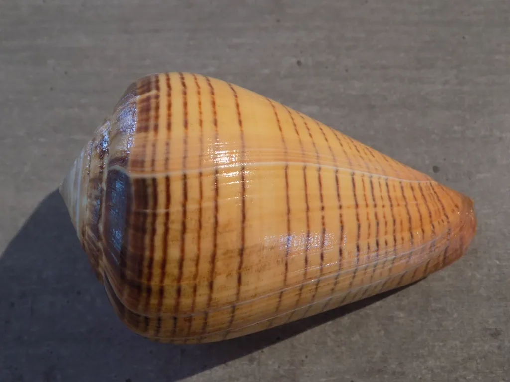 DSCN3251.webp