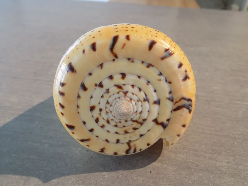 DSCN3240.webp