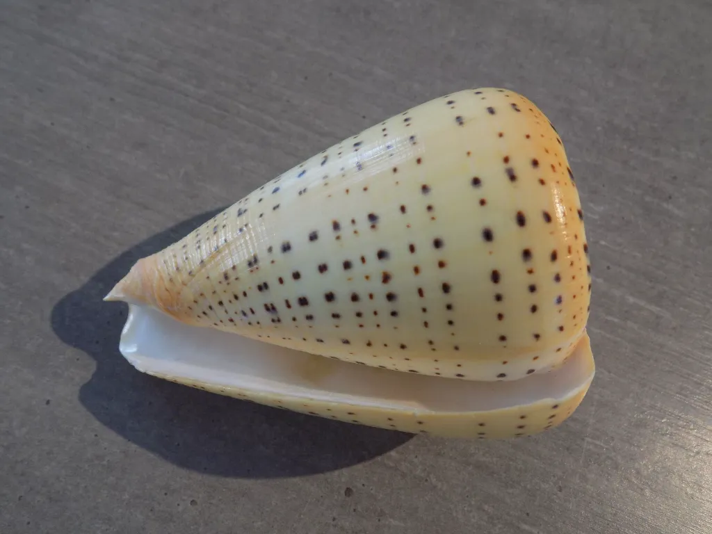 DSCN3243.webp