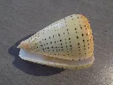 DSCN3243.webp