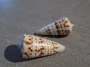 DSCN3268.webp
