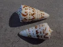 DSCN3270.webp
