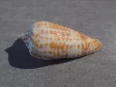 DSCN3263.webp