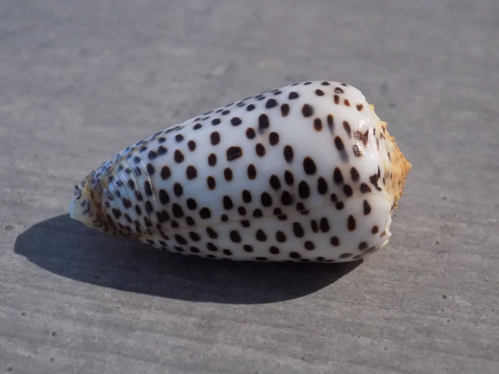 DSCN3276.webp