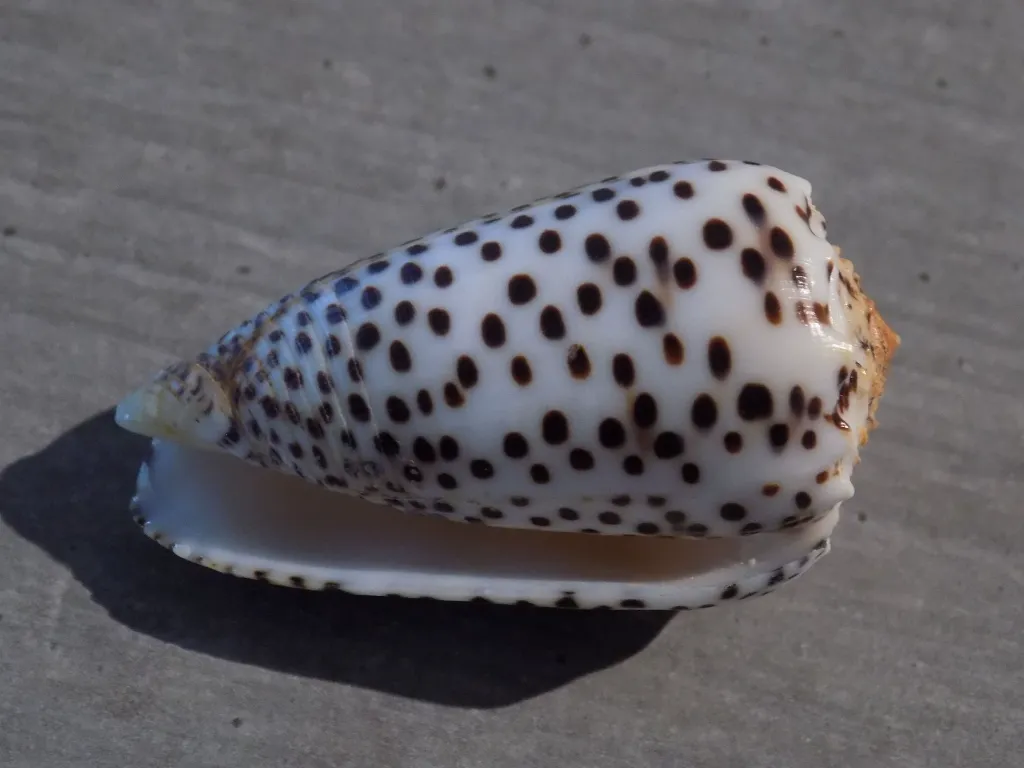 DSCN3277.webp