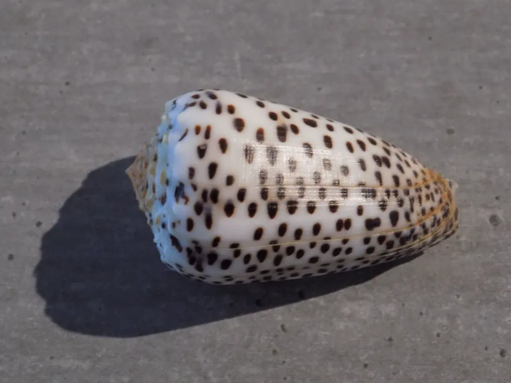 DSCN3279.webp