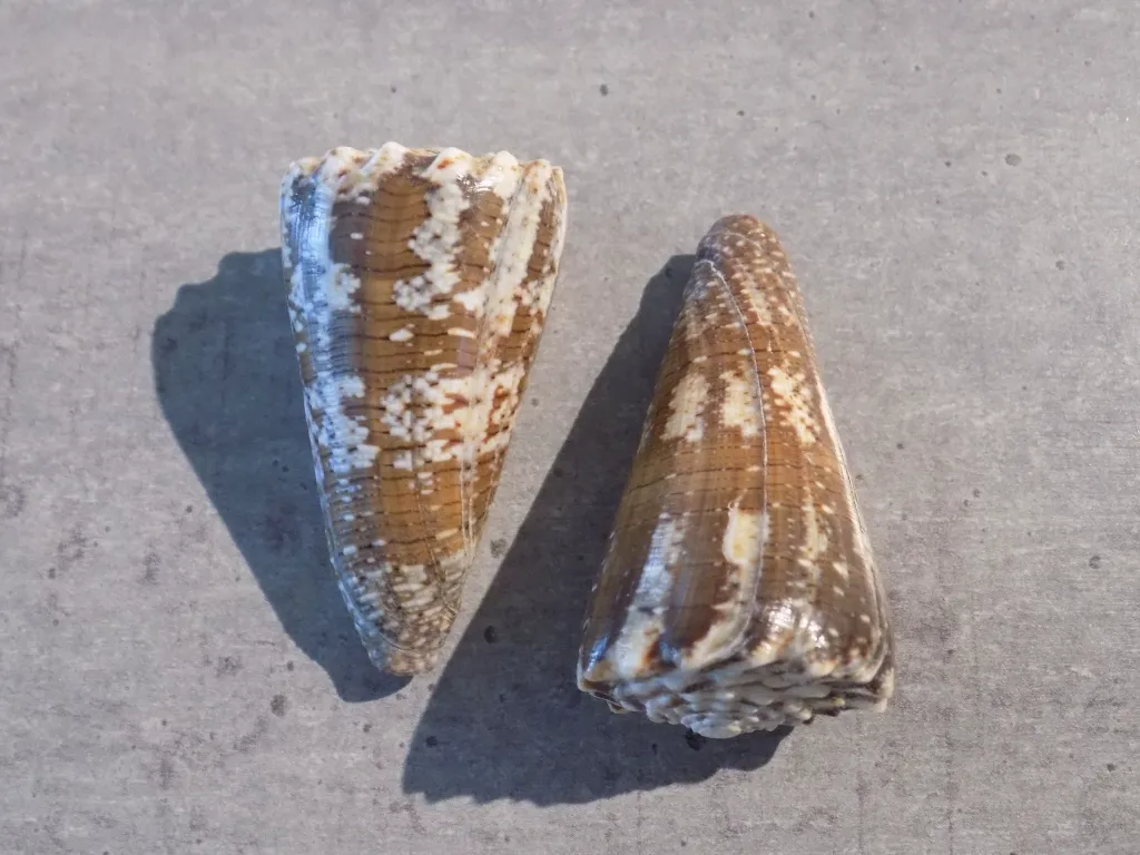 DSCN3283.webp