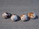 DSCN3290.webp