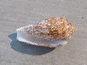 DSCN3295.webp