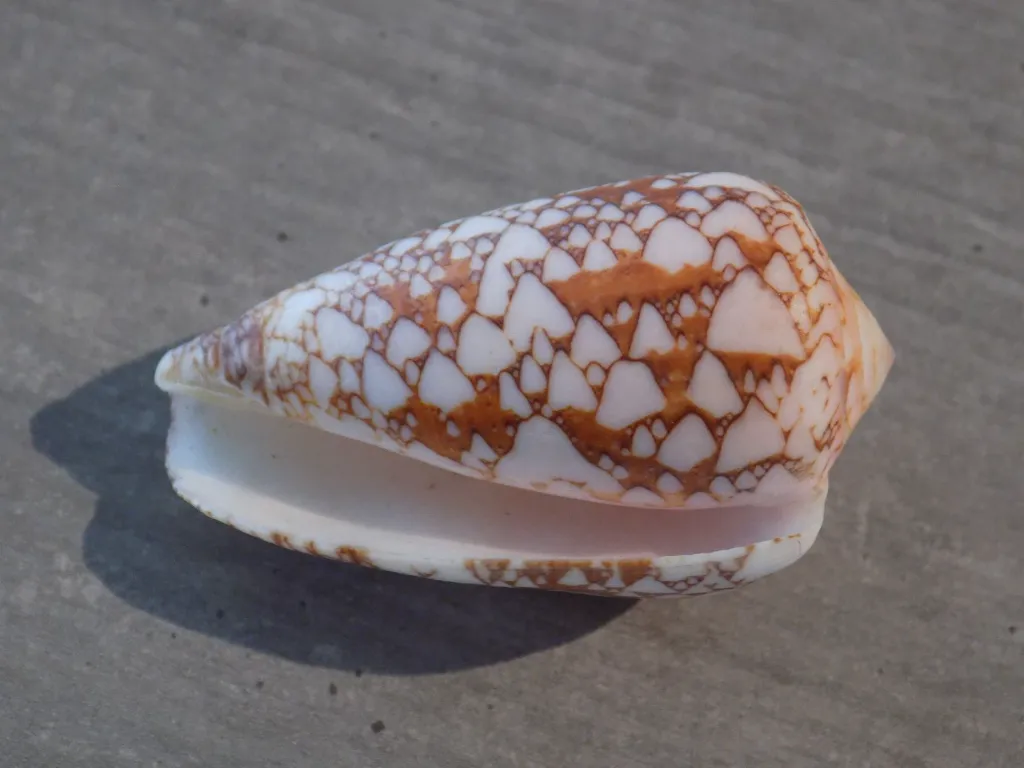 DSCN3304.webp