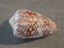 DSCN3305.webp