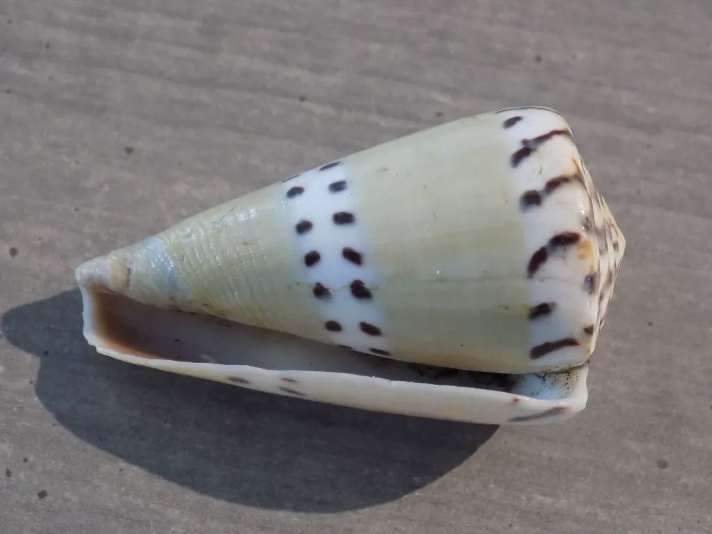 DSCN3321.webp