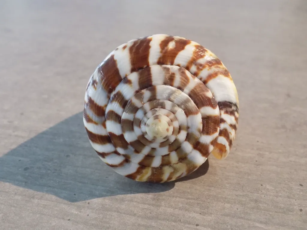 DSCN3326.webp