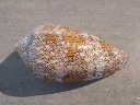 DSCN3364.webp