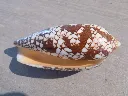 DSCN3341.webp