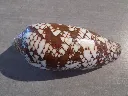 DSCN3342.webp