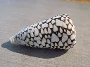 DSCN3344.webp