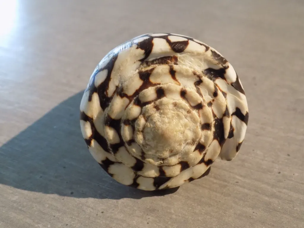 DSCN3345.webp