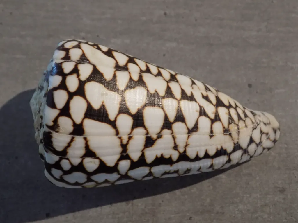 DSCN3347.webp
