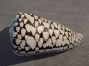 DSCN3347.webp