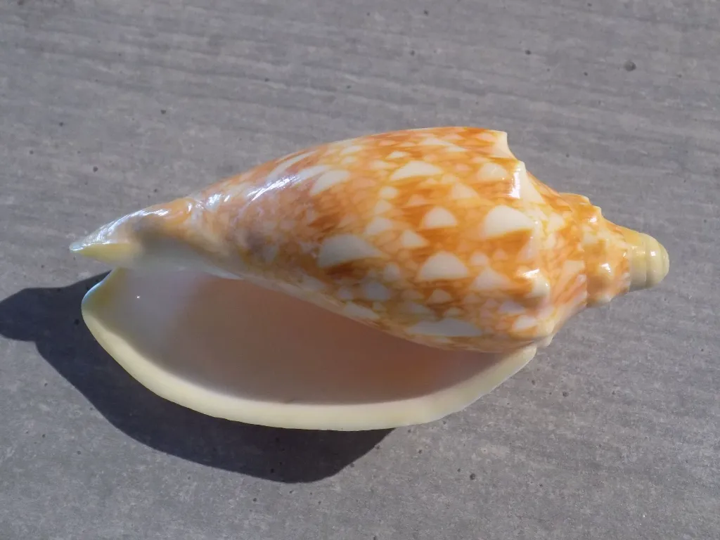 DSCN3368.webp