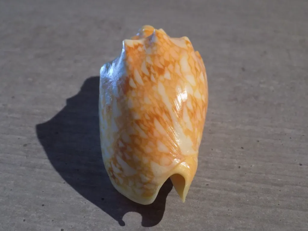 DSCN3370.webp