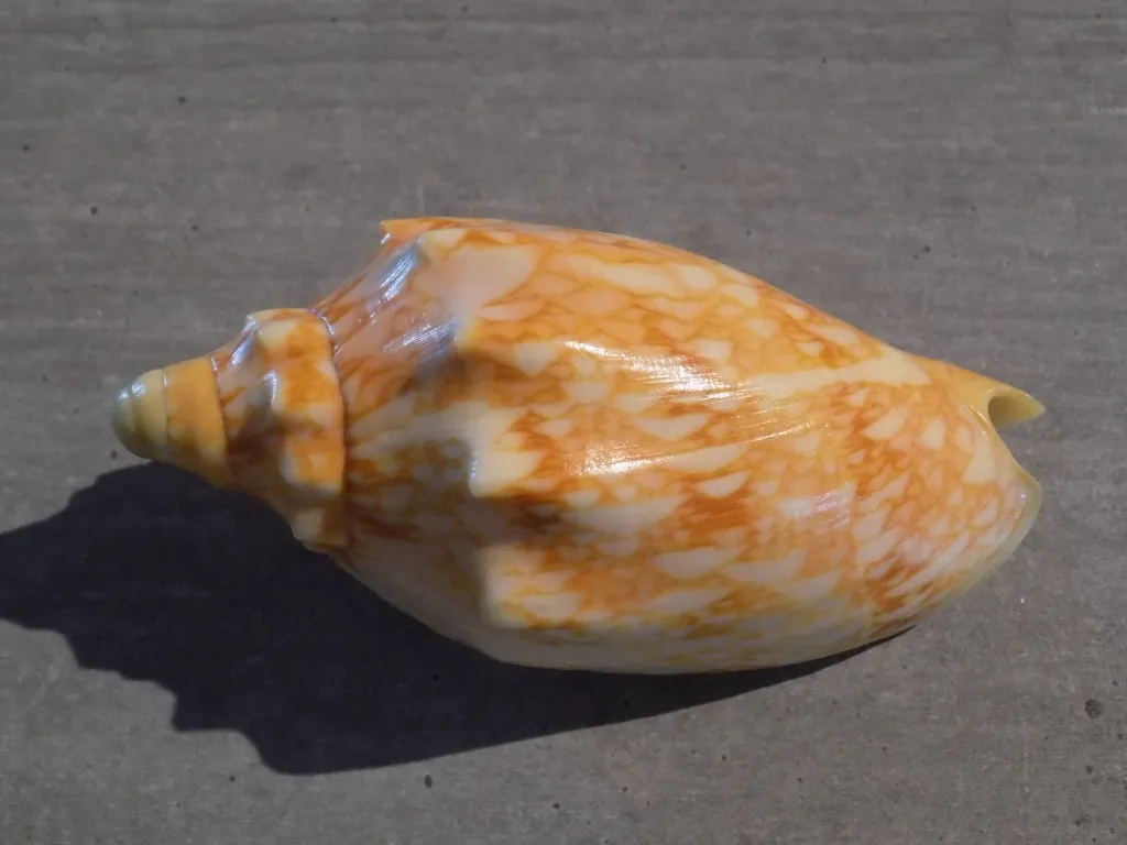 DSCN3372.webp
