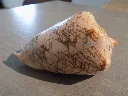 DSCN3376.webp