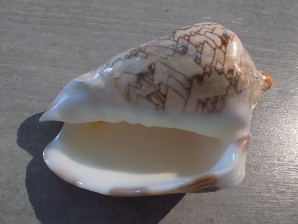 DSCN3378.webp