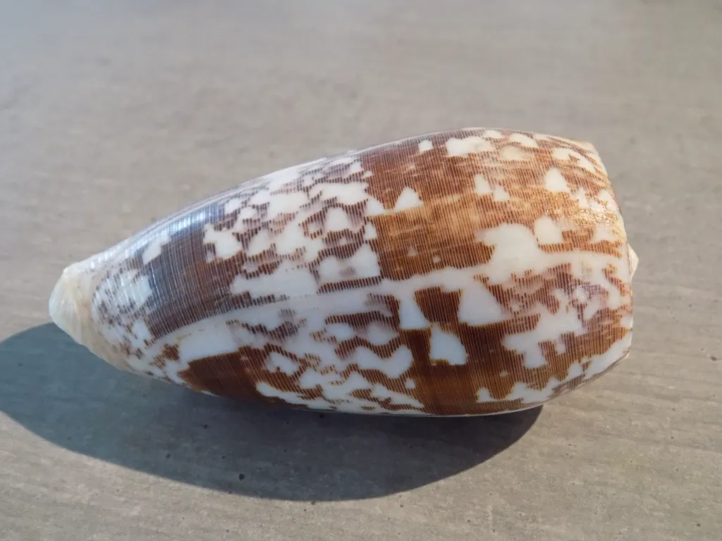 DSCN3436.webp