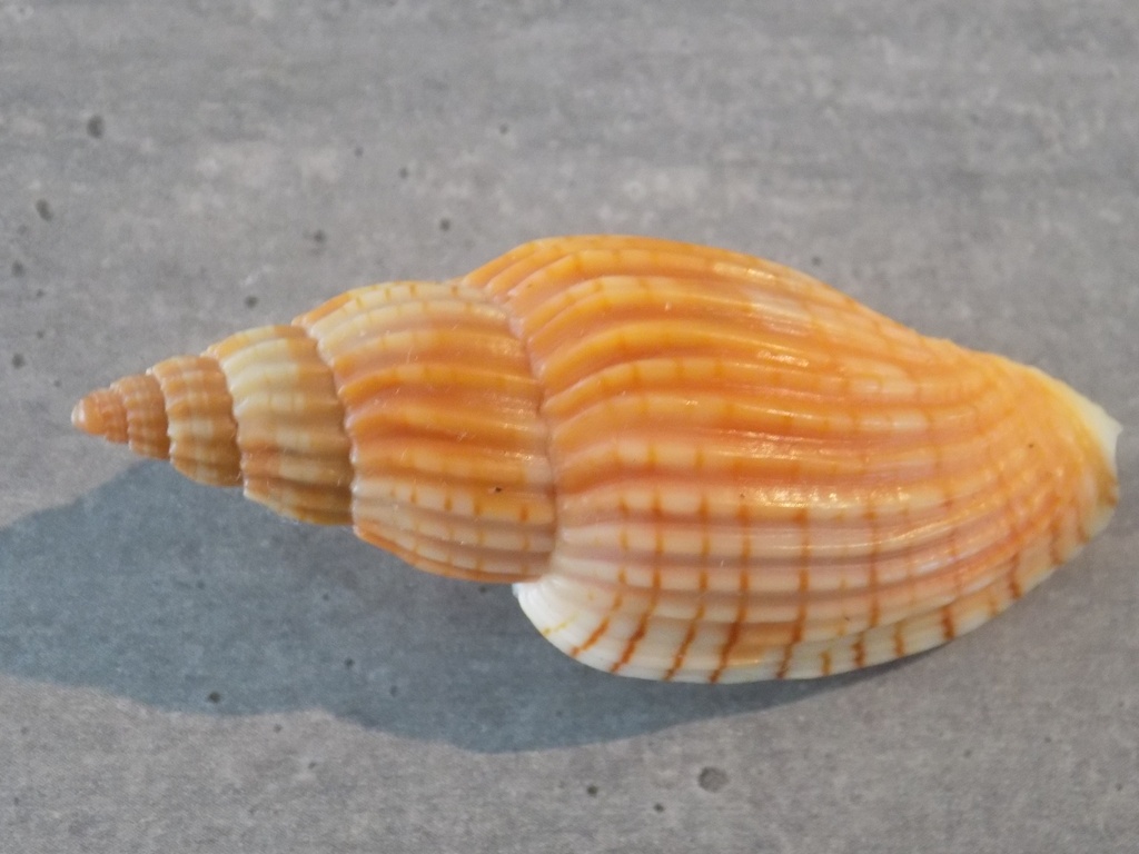 VOLUTIDAE LYRIA DELESSERTIANA