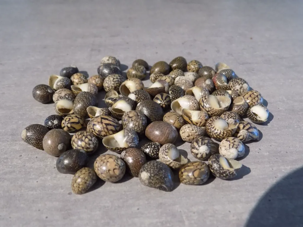 DSCN3472.webp