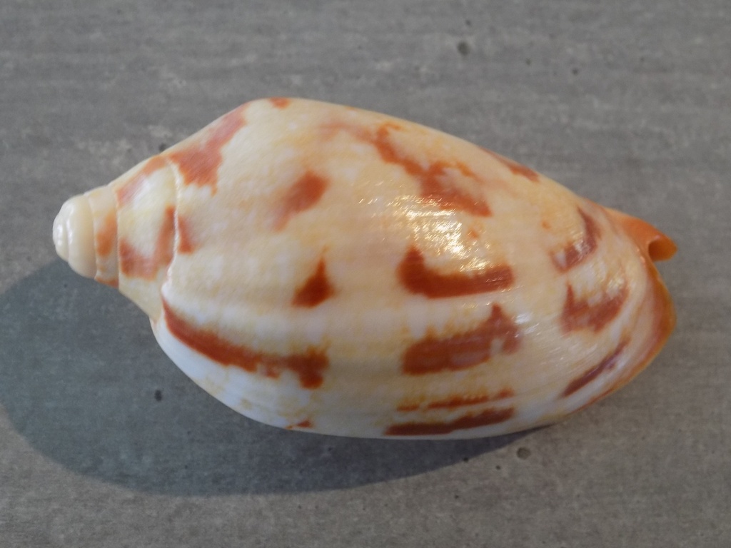 VOLUTIDAE CYMBIOLA RUTILA f.RUCKERI