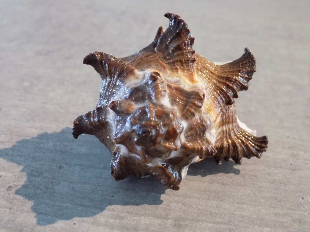 MURICIDAE HEXAPLEX CICHOREUM f.Depress