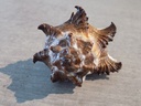 MURICIDAE HEXAPLEX CICHOREUM f.Depress
