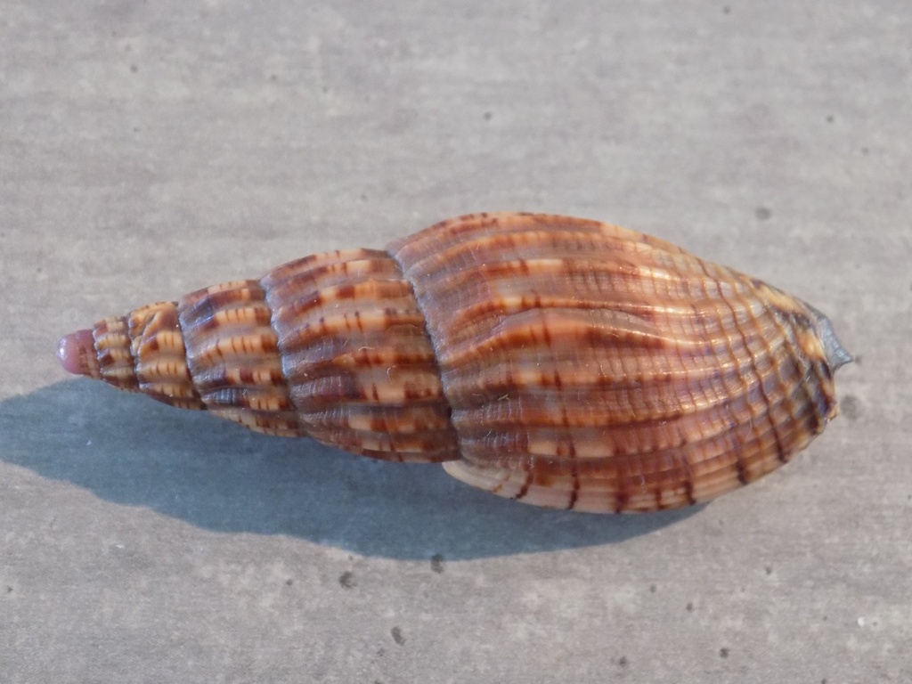 VOLUTIDAE LYRIA SOLANGAEA rare