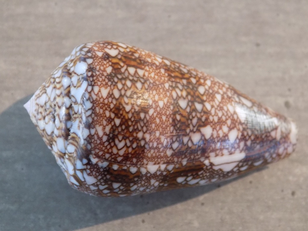 CONIDAE CYLINDER DALLI