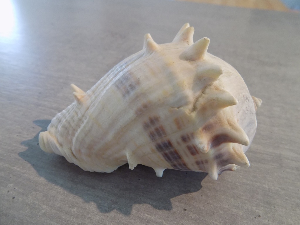 MELONGENIDAE MELONGENA MELONGENA