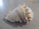 MELONGENIDAE MELONGENA MELONGENA
