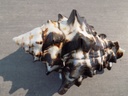 TURBINELLIDAE VASUM CERAMICUM XL