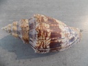 VOLUTIDAE VOLUTA EBRAEA