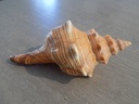 FASCIOLARIIDAE PLEUROPLOCA TRAPEZIUM