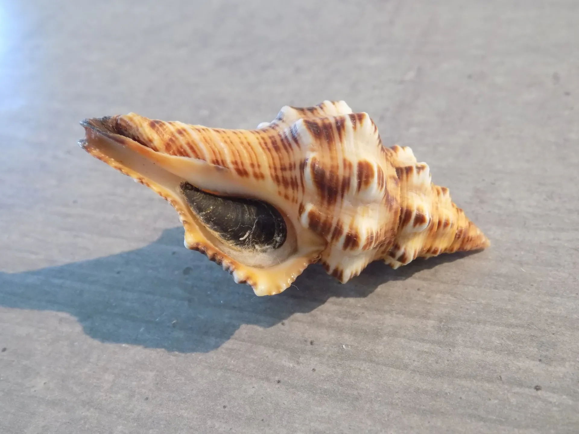 FASCIOLARIIDAE LATIRUS POLYGONUS