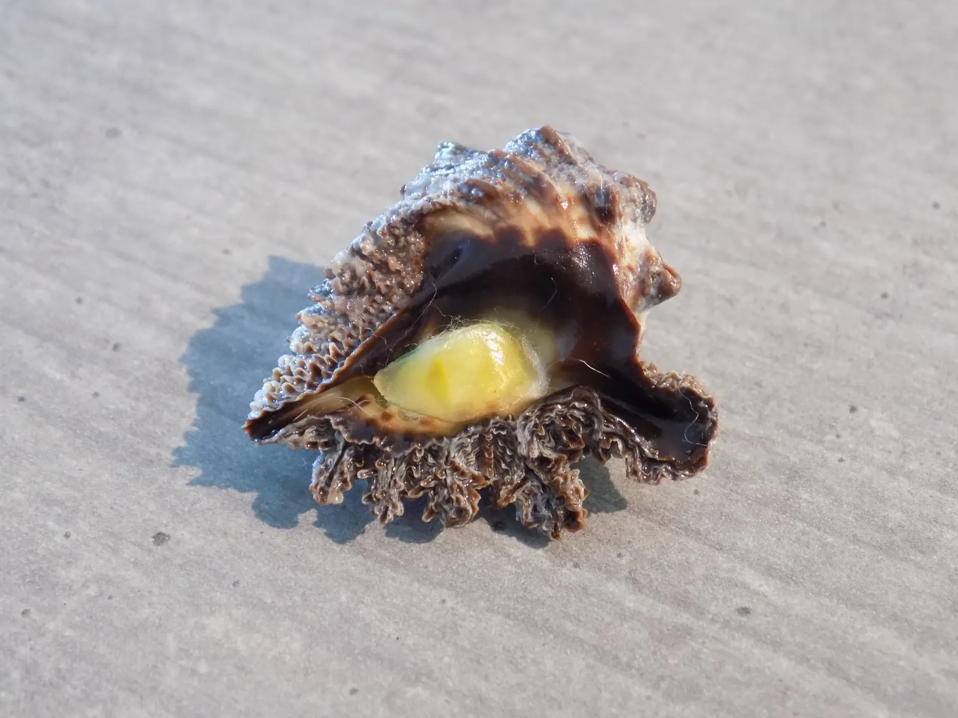 MURICIDAE DRUPINA LOBATA XL